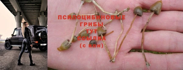 стаф Верея
